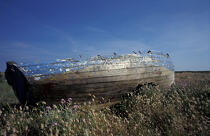Barque dans un champ de queue de lièvre. © Philip Plisson / Plisson La Trinité / AA09672 - Nos reportages photos - Ciel bleu