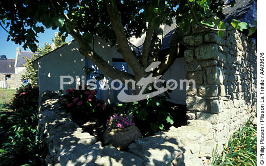 A l'ombre sur Hoëdic. - © Philip Plisson / Plisson La Trinité / AA09676 - Nos reportages photos - Flore