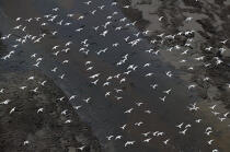 Vol d'oiseaux au-dessus de l'Odet. © Philip Plisson / Plisson La Trinité / AA09760 - Photo Galleries - River [29]
