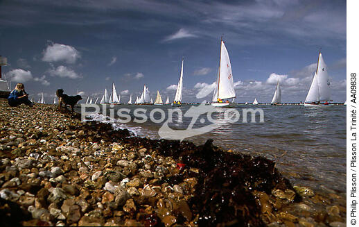 Cowes Island. - © Philip Plisson / Plisson La Trinité / AA09838 - Photo Galleries - Dog