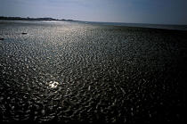 Reflet sur le sable à marée basse. © Philip Plisson / Plisson La Trinité / AA09933 - Nos reportages photos - Sable