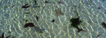 Mer transparente. © Philip Plisson / Plisson La Trinité / AA09936 - Nos reportages photos - Algue