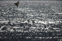 Jangada en mer. © Philip Plisson / Plisson La Trinité / AA09943 - Nos reportages photos - Contre-jour