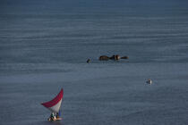 Jangada en mer. © Philip Plisson / Plisson La Trinité / AA09962 - Nos reportages photos - Ceara