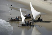 Jangadas sur le sable brésilien. © Philip Plisson / Plisson La Trinité / AA10014 - Nos reportages photos - Etat [Brésil]