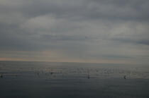 Gulls on calm sea. © Philip Plisson / Plisson La Trinité / AA10063 - Photo Galleries - Calm sea