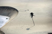 Sand dune in Brazil. © Philip Plisson / Plisson La Trinité / AA10100 - Photo Galleries - Palm tree