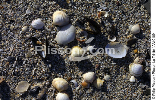 Shells. - © Philip Plisson / Plisson La Trinité / AA10109 - Photo Galleries - Shell