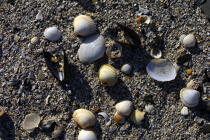 Shells. © Philip Plisson / Plisson La Trinité / AA10109 - Photo Galleries - Mollusk