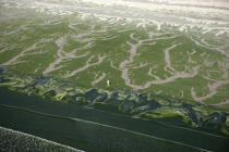 Algue verte en baie de Douarnenez. © Philip Plisson / Plisson La Trinité / AA10116 - Nos reportages photos - Algue