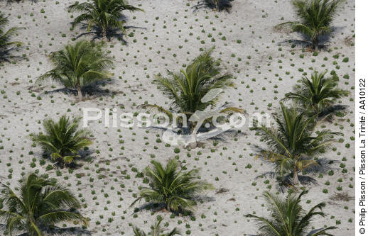 Plantation de palmier au Brésil. - © Philip Plisson / Plisson La Trinité / AA10122 - Nos reportages photos - Arbre