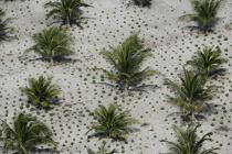 Plantation de palmier au Brésil. © Philip Plisson / Plisson La Trinité / AA10122 - Nos reportages photos - Flore