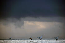 Jangadas en mer. © Philip Plisson / Plisson La Trinité / AA10160 - Nos reportages photos - Ciel gris
