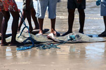 Retour de pêche. © Philip Plisson / Plisson La Trinité / AA10219 - Nos reportages photos - Faune et Flore