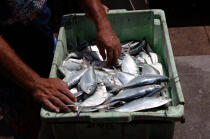 Fish case in the port of Camocin. © Philip Plisson / Plisson La Trinité / AA10250 - Photo Galleries - Brazil