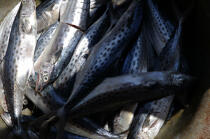Fish case in the port of Camocin. © Philip Plisson / Plisson La Trinité / AA10251 - Photo Galleries - Fish crate