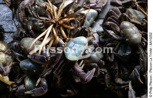 Caisse de crabes dans le port de Camocin. - © Philip Plisson / Plisson La Trinité / AA10252 - Nos reportages photos - Crustacé