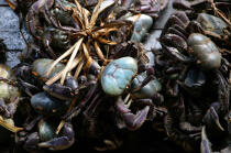 Caisse de crabes dans le port de Camocin. © Philip Plisson / Plisson La Trinité / AA10252 - Nos reportages photos - Faune et Flore