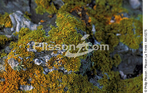 Lichens sur les rochers. - © Philip Plisson / Plisson La Trinité / AA10275 - Nos reportages photos - Flore