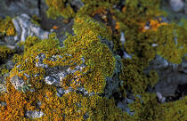 Lichens on the rocks. © Philip Plisson / Plisson La Trinité / AA10275 - Photo Galleries - Rock