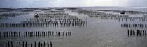 La baie de l'Aiguillon en Vendée. © Philip Plisson / Plisson La Trinité / AA10583 - Nos reportages photos - Anse de l'Aiguillon