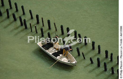 Mussel bed in Vendée. - © Philip Plisson / Plisson La Trinité / AA10586 - Photo Galleries - Shellfish farming