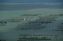 Mussel bed in Vendée. © Philip Plisson / Plisson La Trinité / AA10591 - Photo Galleries - Lighter used by mussel breeders