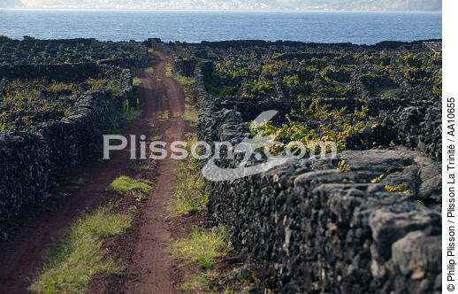 Chemin de terre sur l' île Pico aux Açores. - © Philip Plisson / Plisson La Trinité / AA10655 - Nos reportages photos - Pico