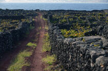Chemin de terre sur l' île Pico aux Açores. © Philip Plisson / Plisson La Trinité / AA10655 - Nos reportages photos - Açores [les]