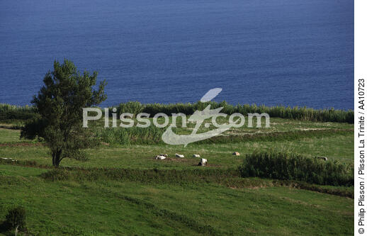 L' île Faial aux Açores. - © Philip Plisson / Plisson La Trinité / AA10723 - Nos reportages photos - Vache