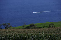 Paysage littoral de l' île Faial aux Açores. © Philip Plisson / Plisson La Trinité / AA10728 - Nos reportages photos - Flore