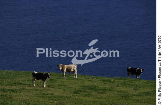 Vaches sur l' île Faial aux Açores. - © Philip Plisson / Plisson La Trinité / AA10730 - Nos reportages photos - Flore