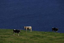 Vaches sur l' île Faial aux Açores. © Philip Plisson / Plisson La Trinité / AA10730 - Nos reportages photos - Flore