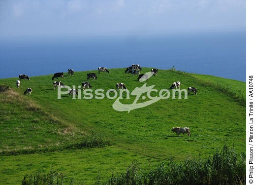 Troupeau de vaches sur Horta aux Açores. - © Philip Plisson / Plisson La Trinité / AA10748 - Nos reportages photos - Portugal
