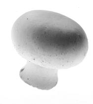 Cultivated mushroom. © Guillaume Plisson / Plisson La Trinité / AA10826 - Photo Galleries - Cultivated mushroom