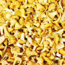 Chanterelle. © Guillaume Plisson / Plisson La Trinité / AA10831 - Photo Galleries - Mushroom