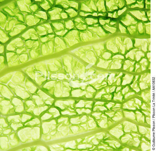 Leaf of cabbage. - © Guillaume Plisson / Plisson La Trinité / AA10832 - Photo Galleries - Square format