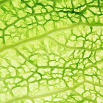 Leaf of cabbage. © Guillaume Plisson / Plisson La Trinité / AA10832 - Photo Galleries - Cabbage