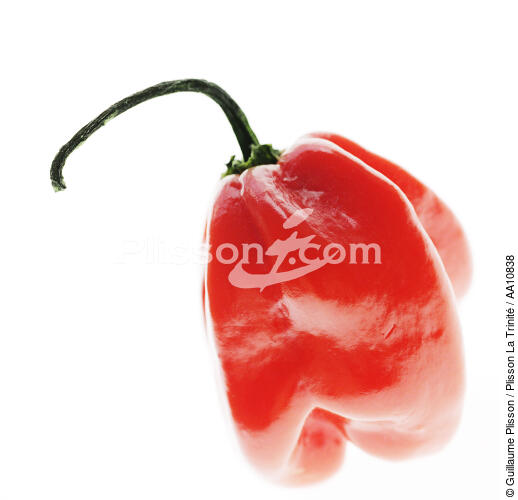 Hot red pepper. - © Guillaume Plisson / Plisson La Trinité / AA10838 - Photo Galleries - Square format