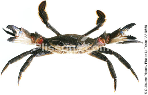Crabe. - © Guillaume Plisson / Plisson La Trinité / AA10860 - Nos reportages photos - Etrille