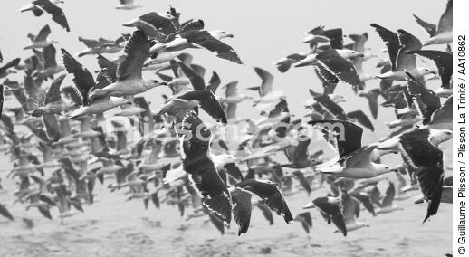 Take-off of gulls. - © Guillaume Plisson / Plisson La Trinité / AA10862 - Photo Galleries - Gull [small]