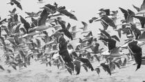 Envol de mouettes. © Guillaume Plisson / Plisson La Trinité / AA10862 - Nos reportages photos - Oiseau marin