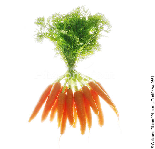 Bundle of carrots. - © Guillaume Plisson / Plisson La Trinité / AA10864 - Photo Galleries - Vegetable