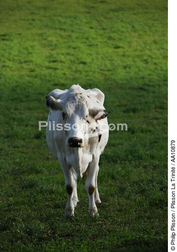 Cow. - © Philip Plisson / Plisson La Trinité / AA10879 - Photo Galleries - Ribeirinha Point