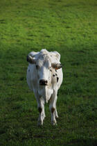 Cow. © Philip Plisson / Plisson La Trinité / AA10879 - Photo Galleries - Portugal