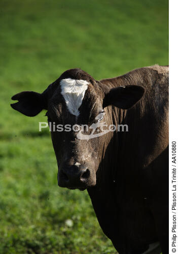 Cow. - © Philip Plisson / Plisson La Trinité / AA10880 - Photo Galleries - Azores [The]