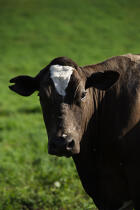 Cow. © Philip Plisson / Plisson La Trinité / AA10880 - Photo Galleries - Portugal