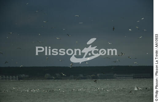 Cape Cod in Massachusetts. - © Philip Plisson / Plisson La Trinité / AA10933 - Photo Galleries - Gull [small]