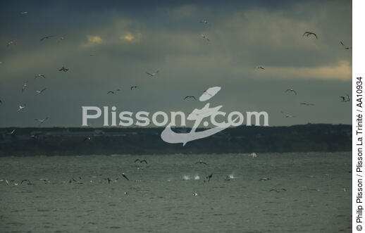 Cape Cod in Massachusetts. - © Philip Plisson / Plisson La Trinité / AA10934 - Photo Galleries - Gull [small]
