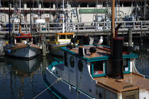 In the port of San Francisco. © Philip Plisson / Plisson La Trinité / AA11245 - Photo Galleries - Seabird